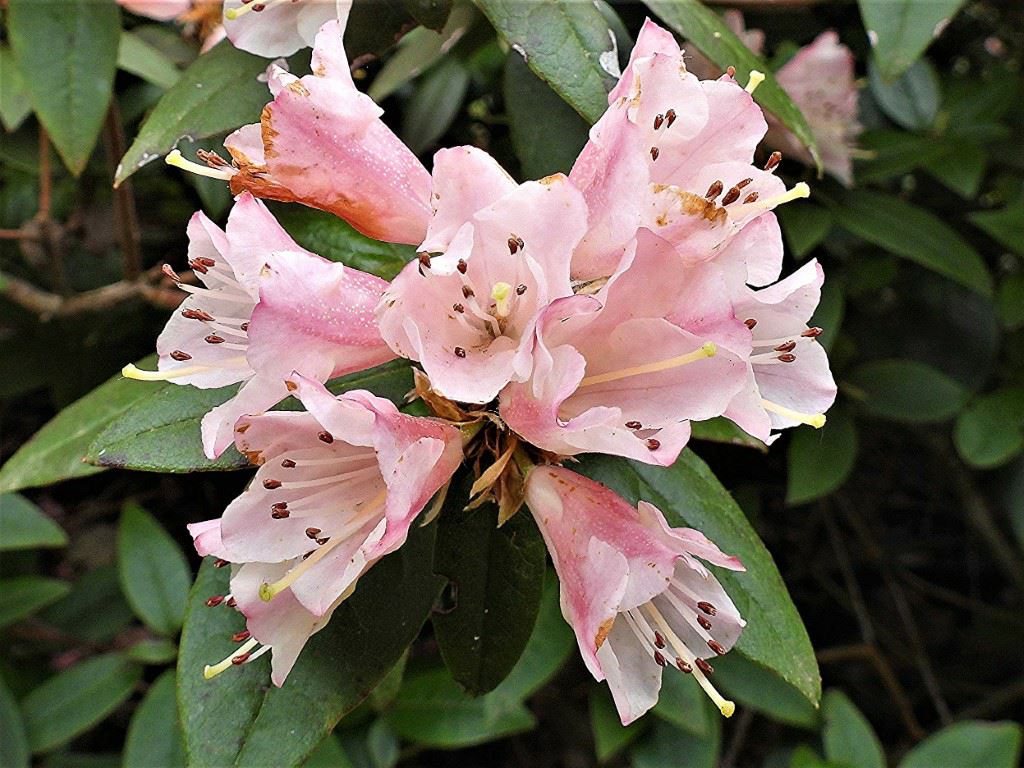 Rhododendron 'Waxbill'