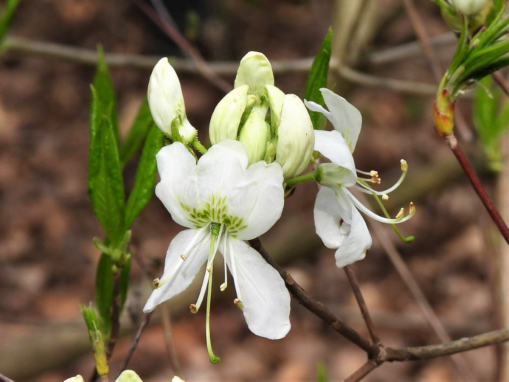 Rhododendron quinquefolium - Azalea