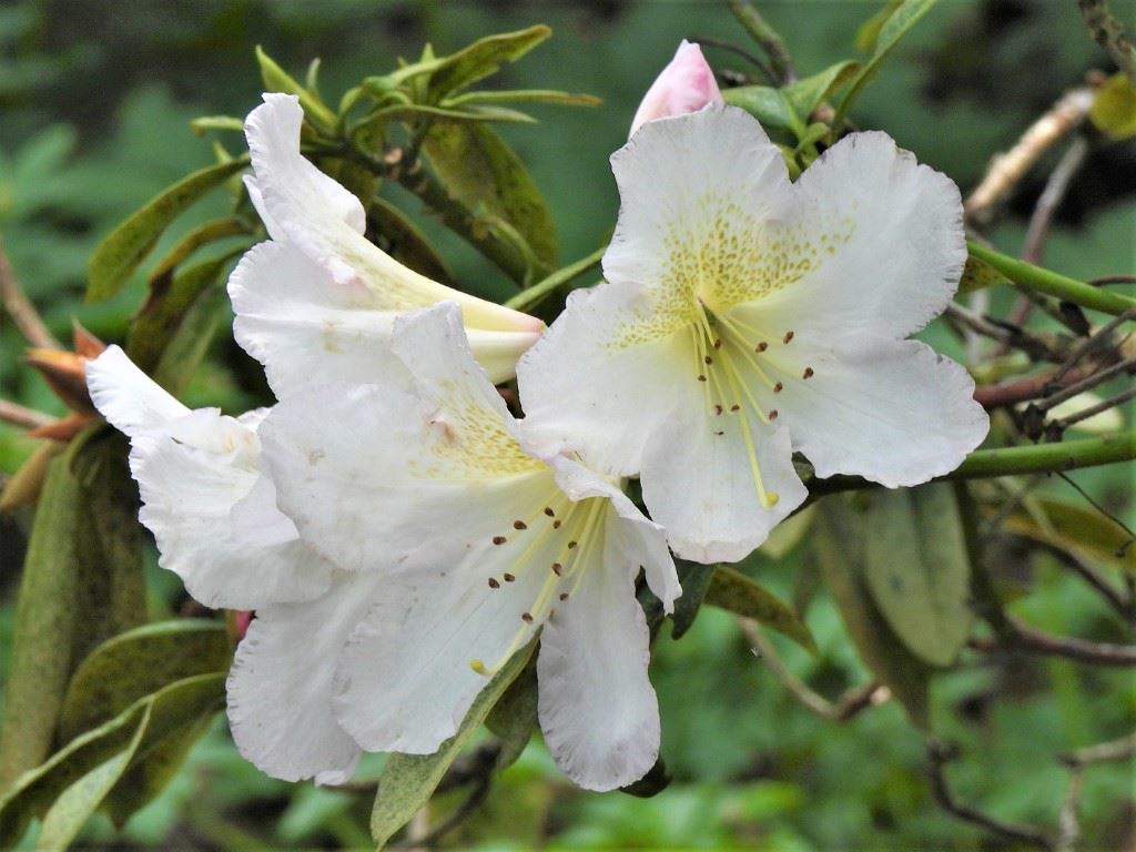 Rhododendron (Yakushimanum Group) 'Silver Sixpence' - Rhododendron