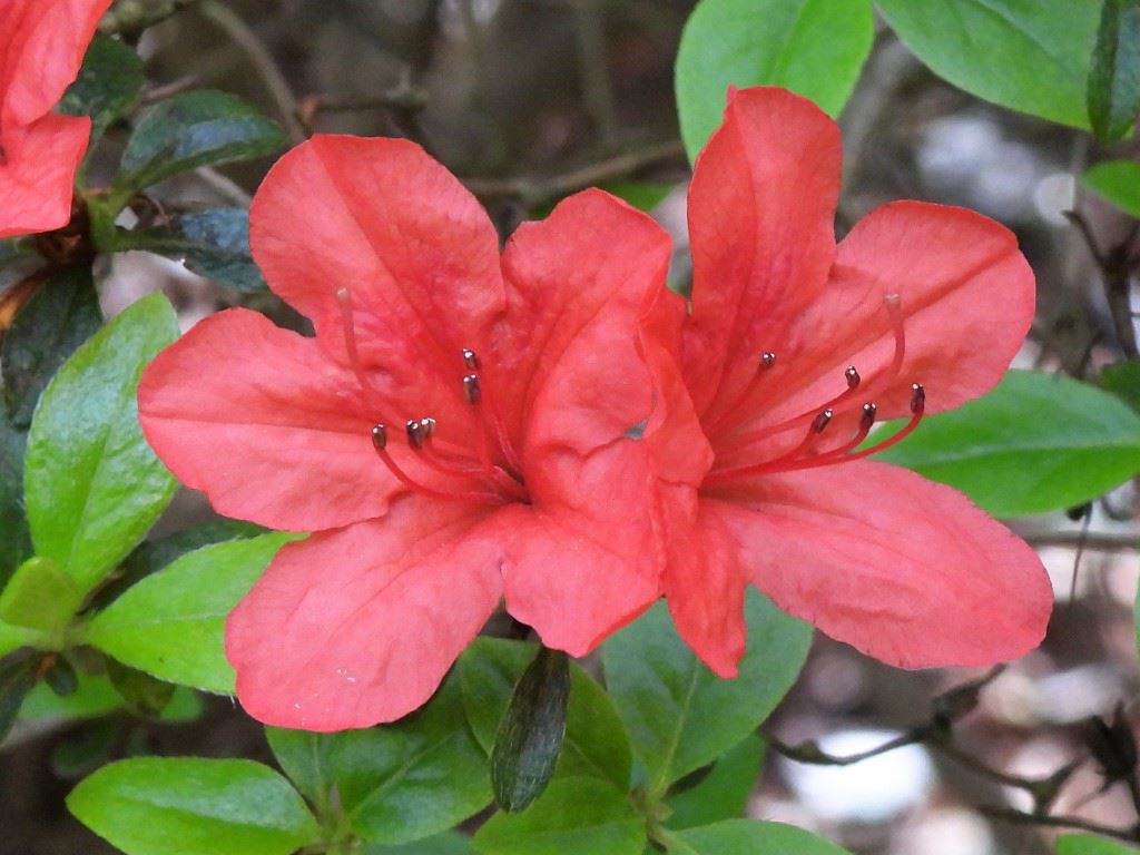 Rhododendron (Tsutsusi Group) 'Aladdin'