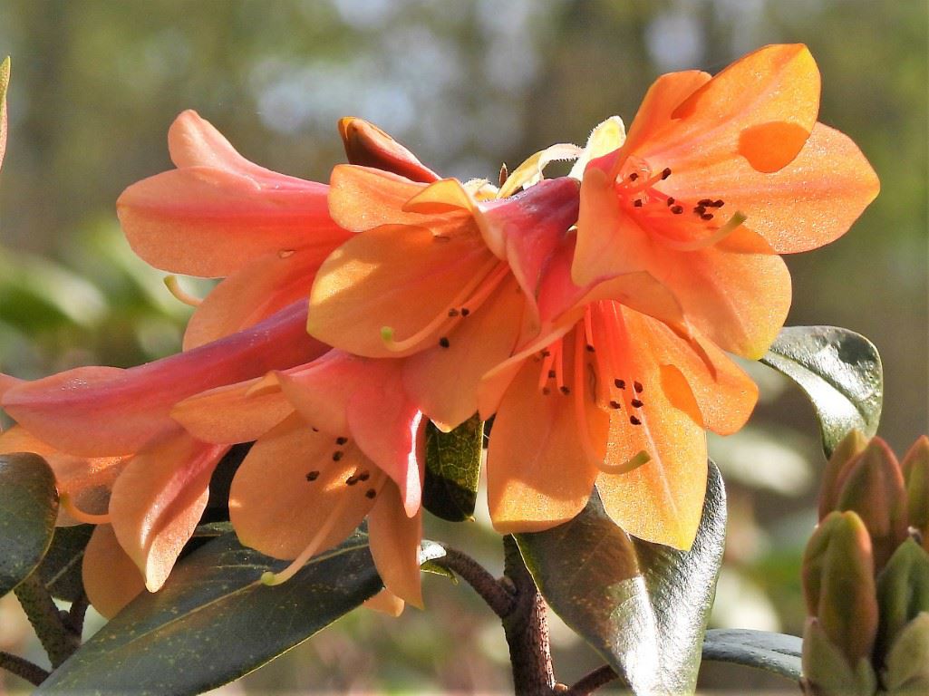 Rhododendron cinnabarinum subsp. xanthocodon