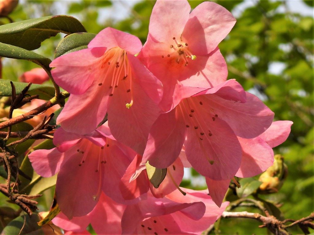 Rhododendron (Cinnabarinum Group) 'Nizette'