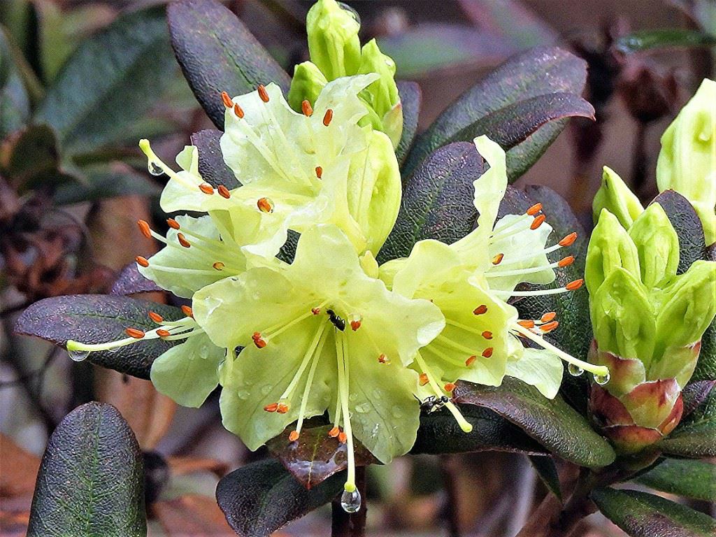 Rhododendron (Keiskei Group) 'Chiffchaff' - Rododendron