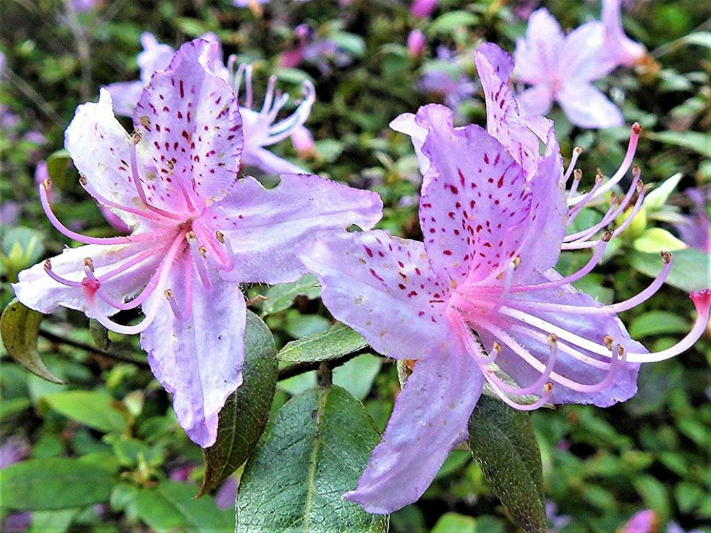 Rhododendron ripense - Japanse azalea