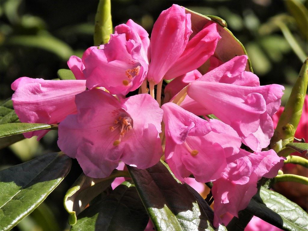Rhododendron argyrophyllum subsp. nankingense 'Chinese Silver' - Rhododendron