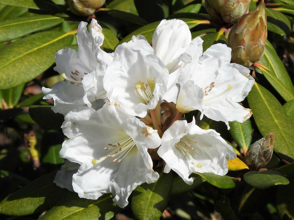 Rhododendron (Yakushimanum Group) 'Edelweiss'