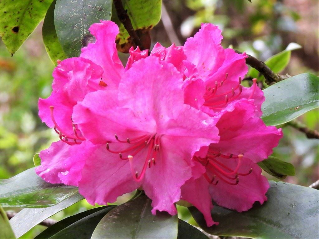 Rhododendron (Fortunei Group) 'Dr Arnold W. Endtz'
