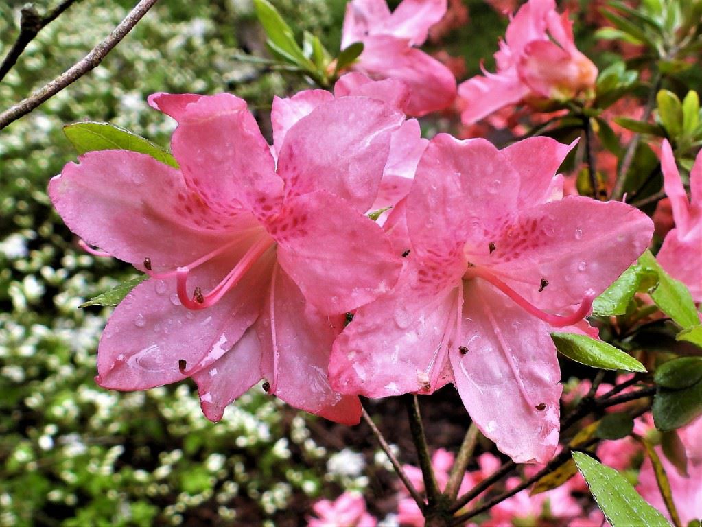 Rhododendron (Japanese Azalea Group) 'Blaauw's Pink' - Japanse azalea
