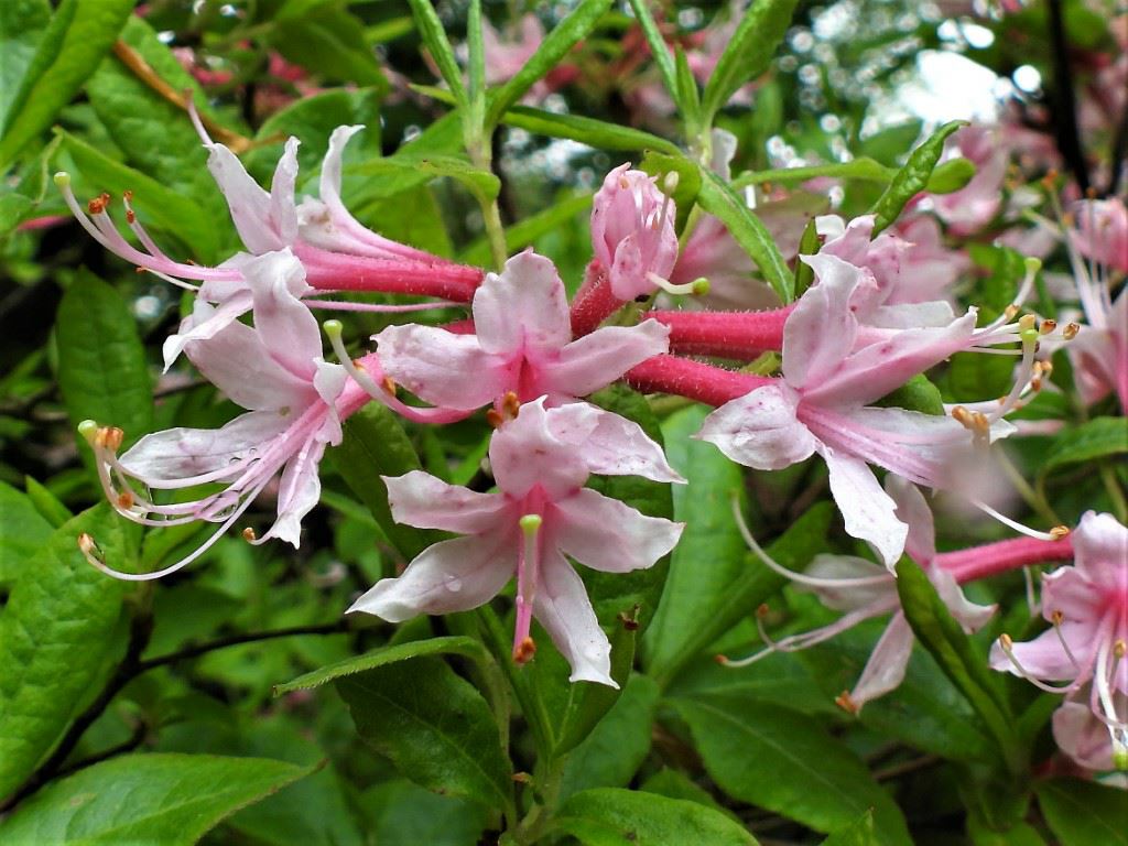 Rhododendron canescens - Azalea