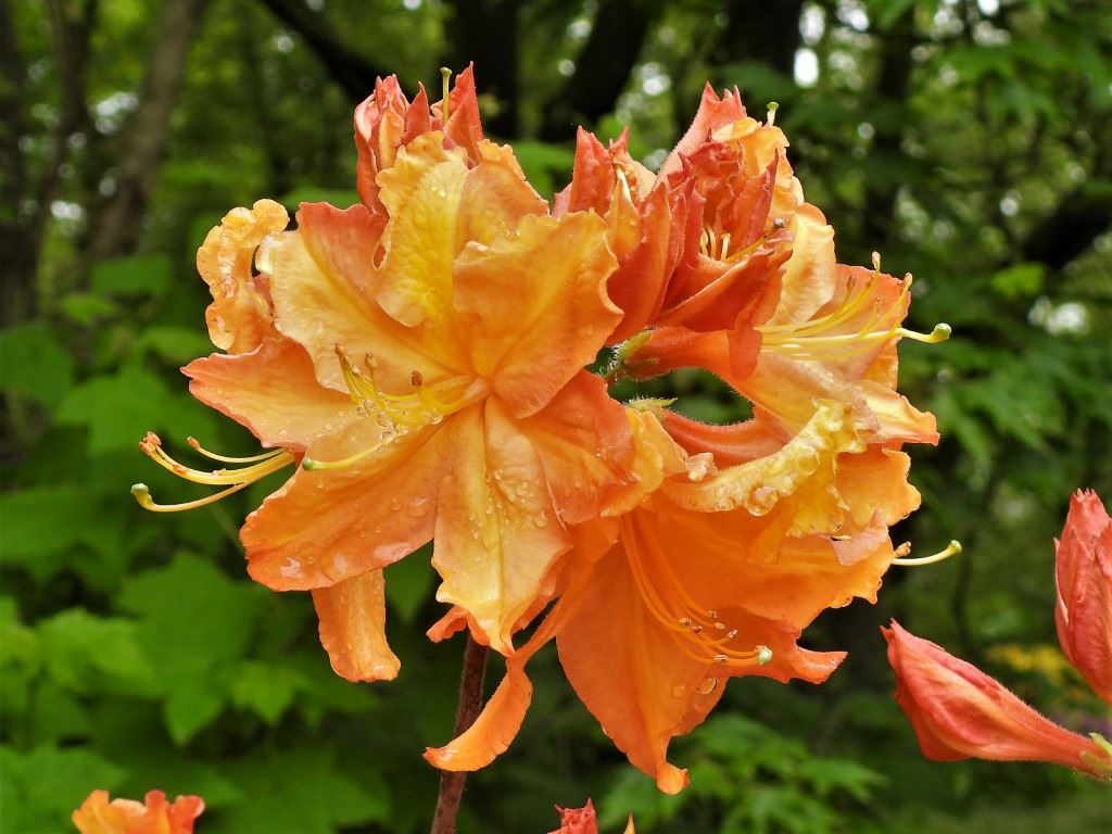 Rhododendron (Knaphill-Exbury Azalea Group) 'Debutante' - Azalea
