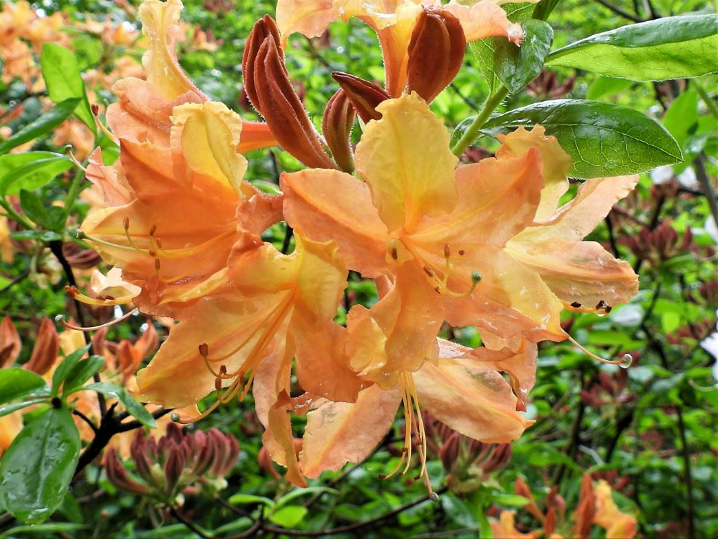 Rhododendron (Northern Lights Group) 'Golden Lights' - Azalea