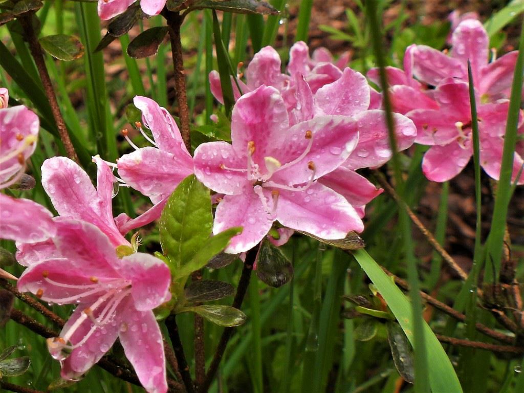 Rhododendron (Japanese Azalea Group) 'Kermesinum Rosé' - Japanse azalea