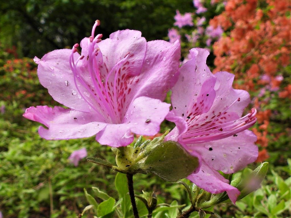 Rhododendron (Japanese Azalea Group) 'Ledikanense' - Japanse azalea