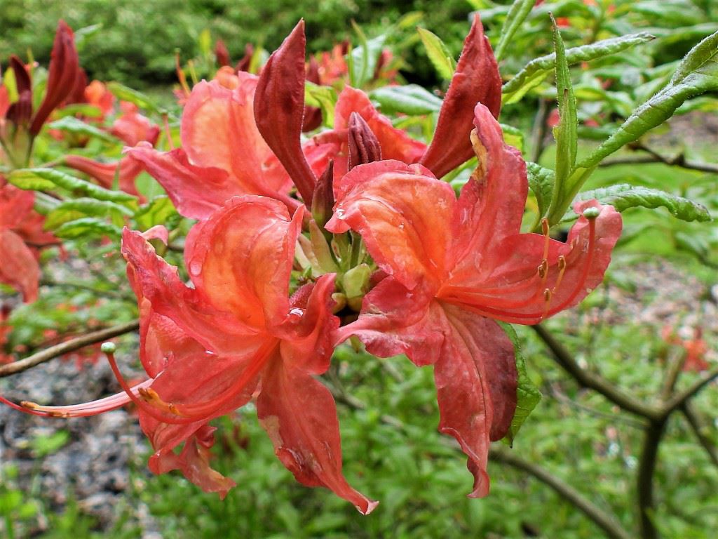 Rhododendron (Ghent Azalea Group) 'Pallas' - Azalea