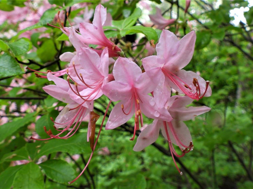 Rhododendron prinophyllum - Azalea