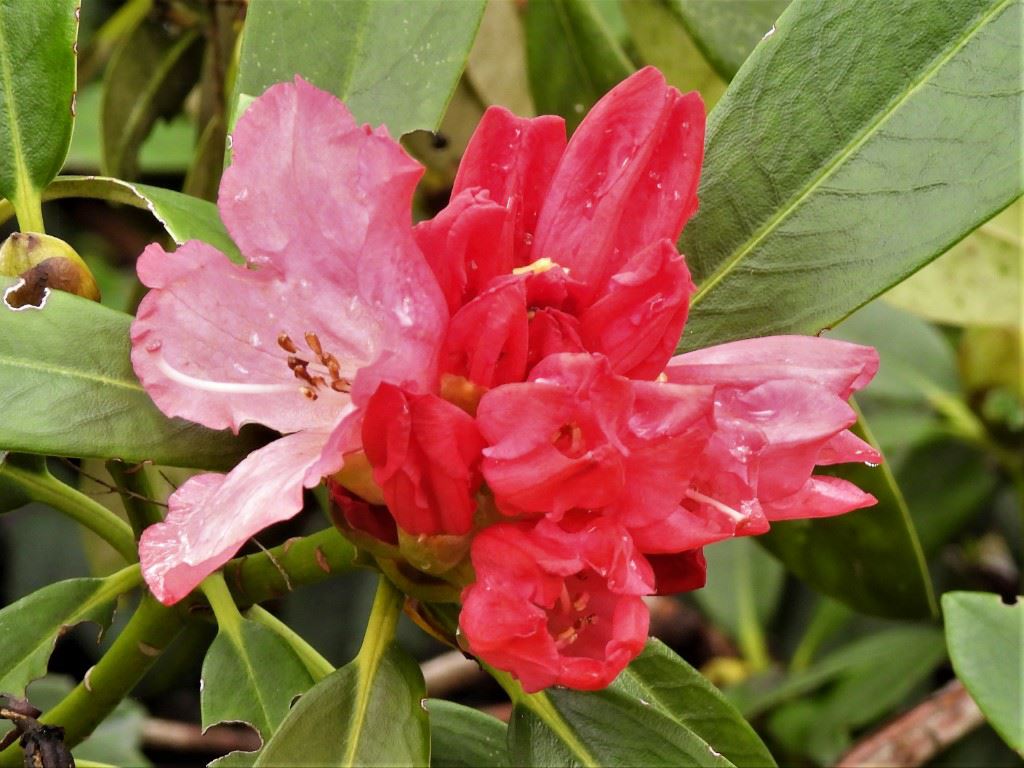 Rhododendron 'Rendezvous' - Rhododendron