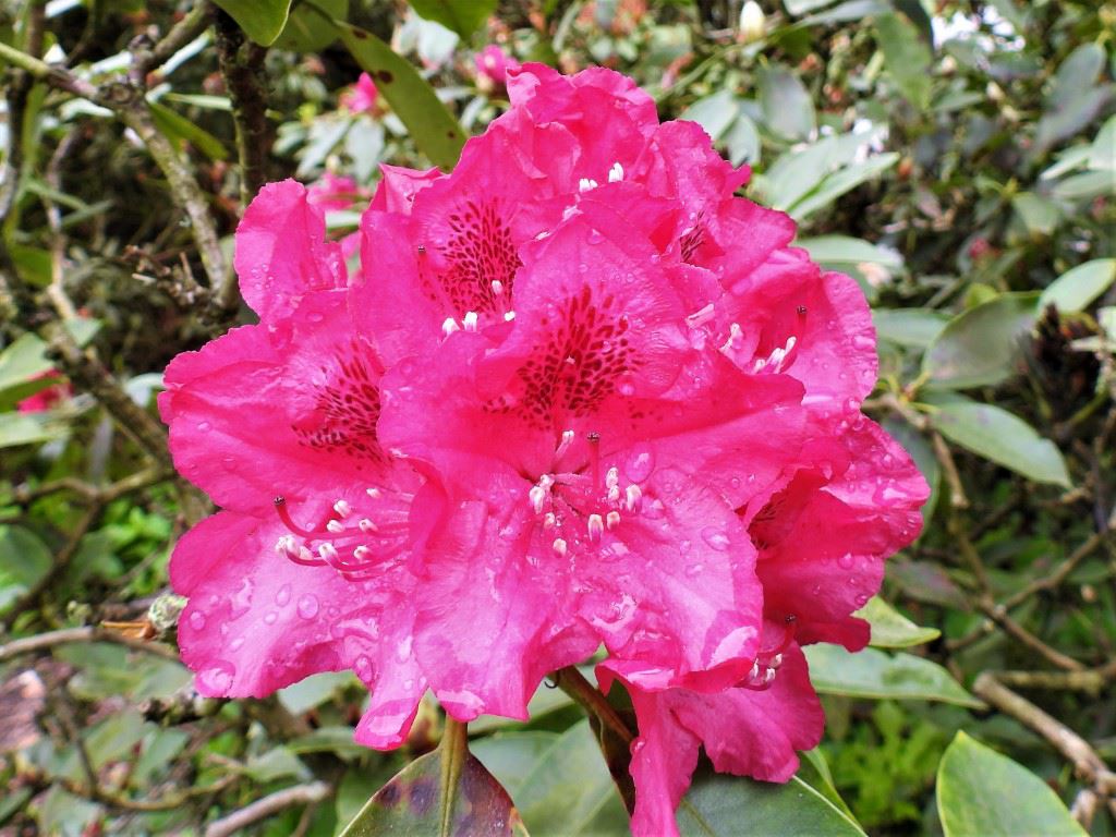 Rhododendron (Catawbiense Group) 'Van Weerden Poelman'