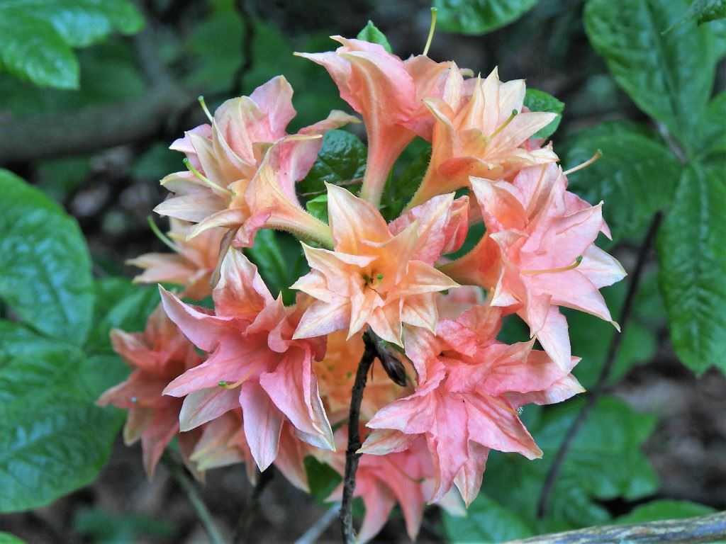 Rhododendron (Rustica Azalea Group) 'Apelles' - Azalea
