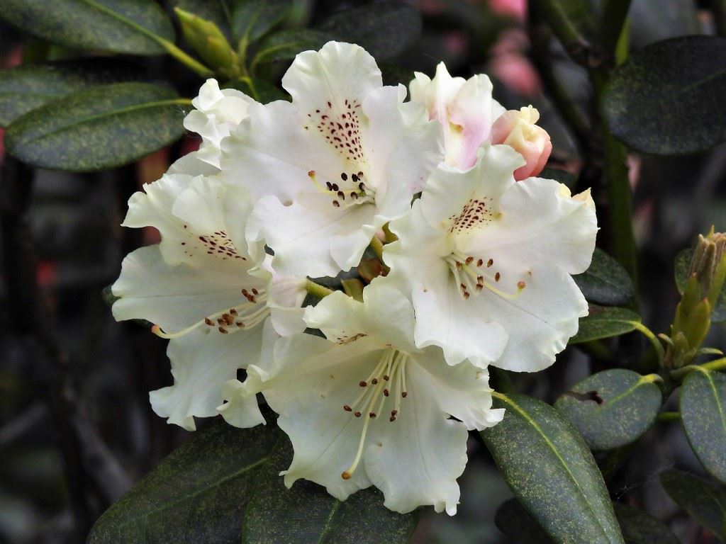 Rhododendron campylocarpum - Rhododendron