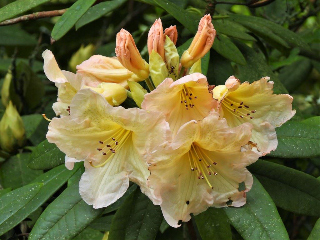 Rhododendron (Griersonianum Group) 'Champagne'