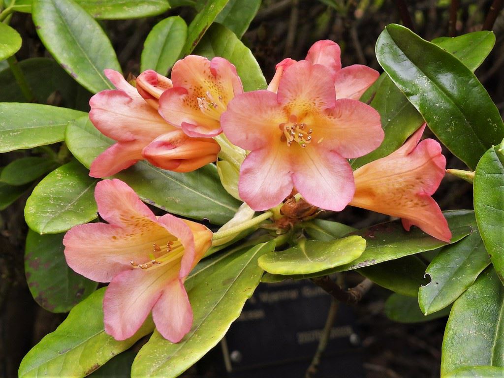 Rhododendron dichroanthum subsp. scyphocalyx