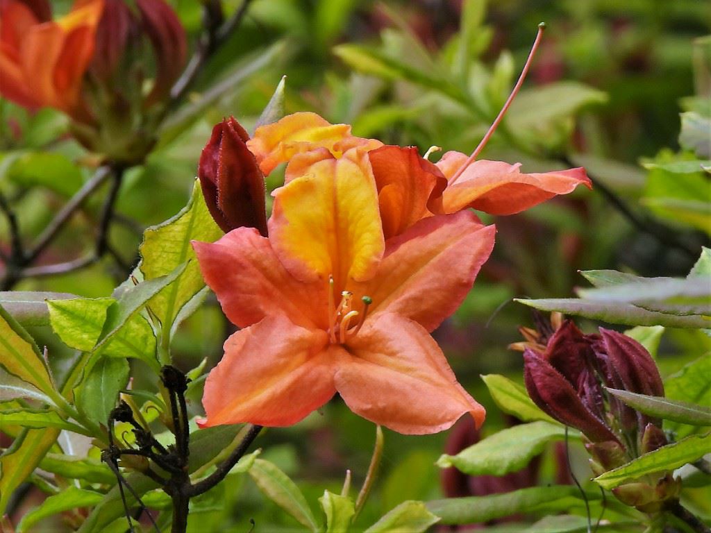 Rhododendron (Knap Hill Group) 'Fireglow' - Azalea