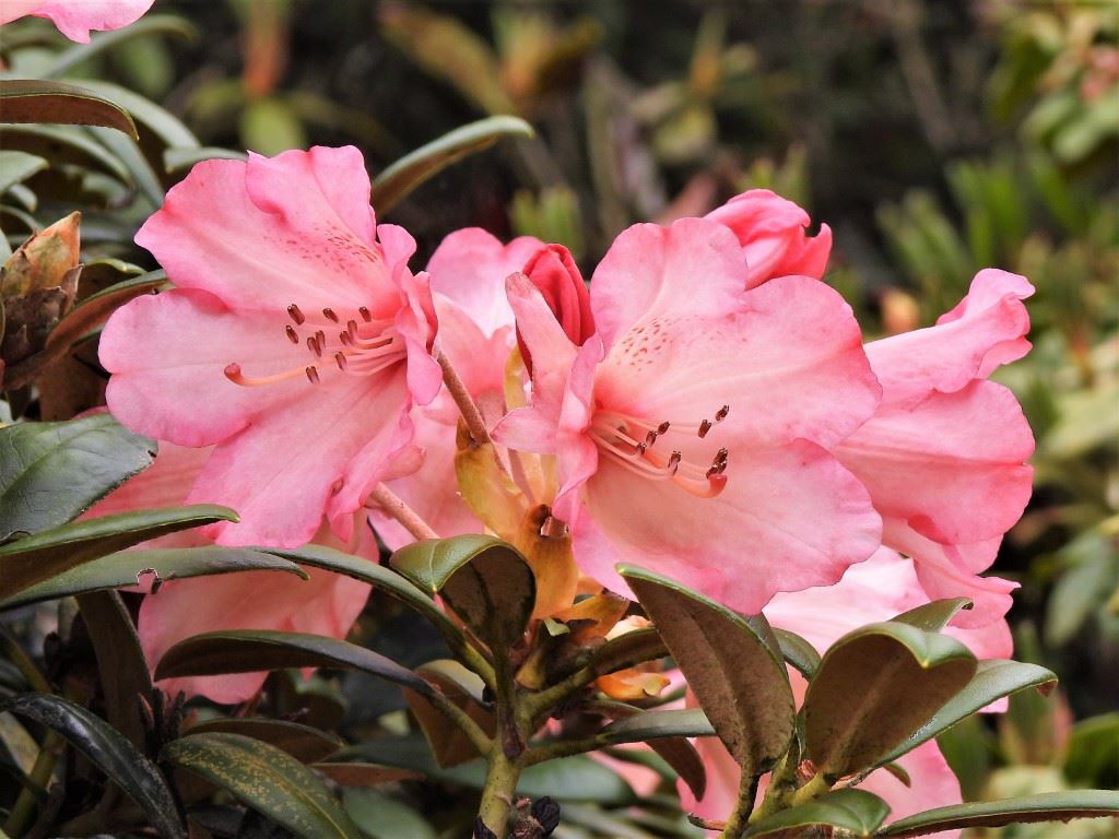 Rhododendron 'Greer' - Rhododendron