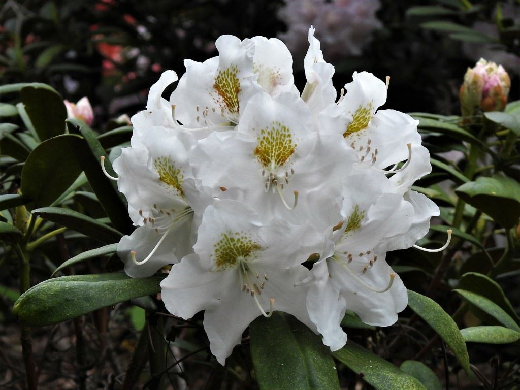 Rhododendron (Yakushimanum Group) 'Hachmann's Porzellan' - Rhododendron