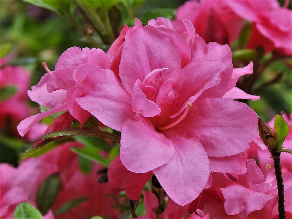 Rhododendron (Evergreen Azalea Group) 'Hachmann's Rokoko' - Japanse azalea