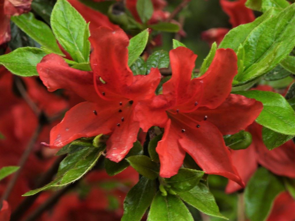 Rhododendron (Japanese Azalea Group) 'Hexe de Saffelaere' - Japanse azalea
