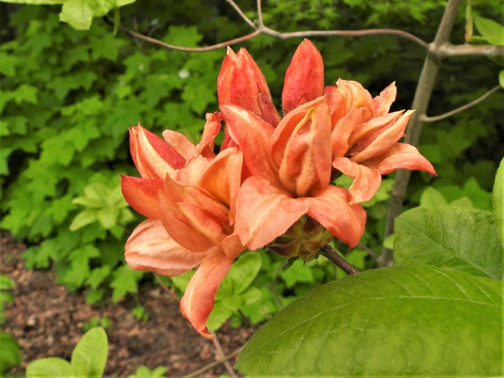 Rhododendron (Knaphill-Exbury Azalea Group) 'Homebush' - Azalea
