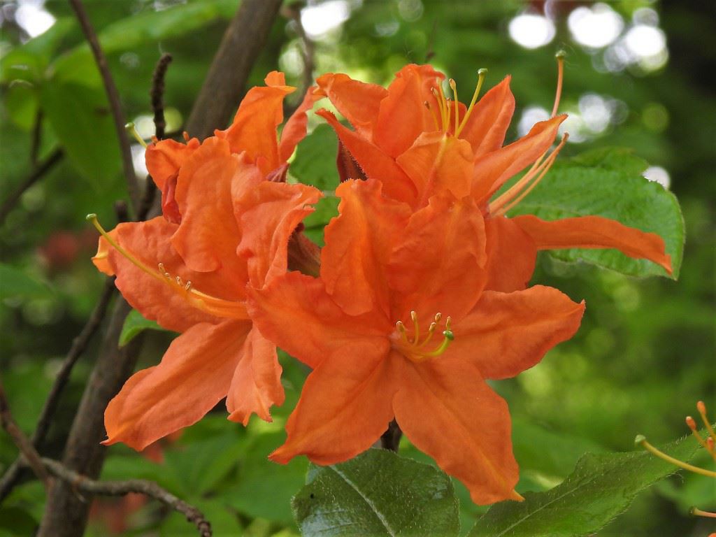 Rhododendron (Knaphill-Exbury Azalea Group) 'Hotspur Red' - Azalea