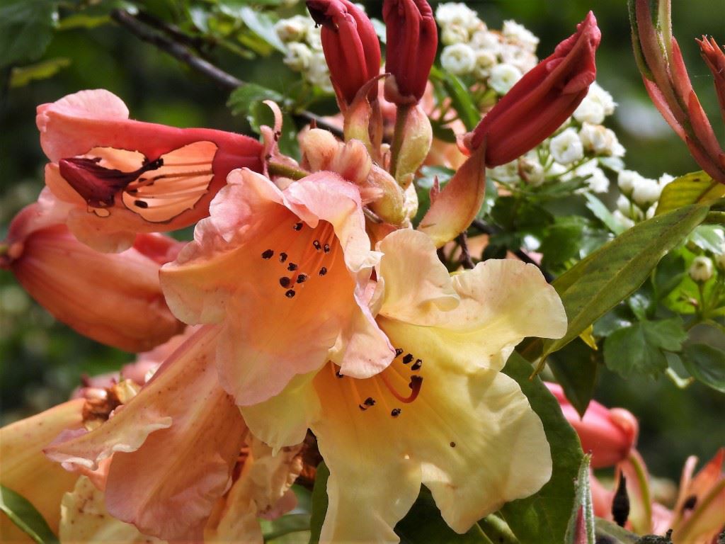 Rhododendron 'Jingle Bells'