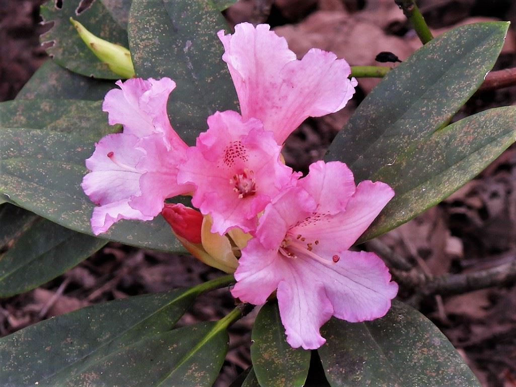 Rhododendron 'Kentaro' - Rhododendron