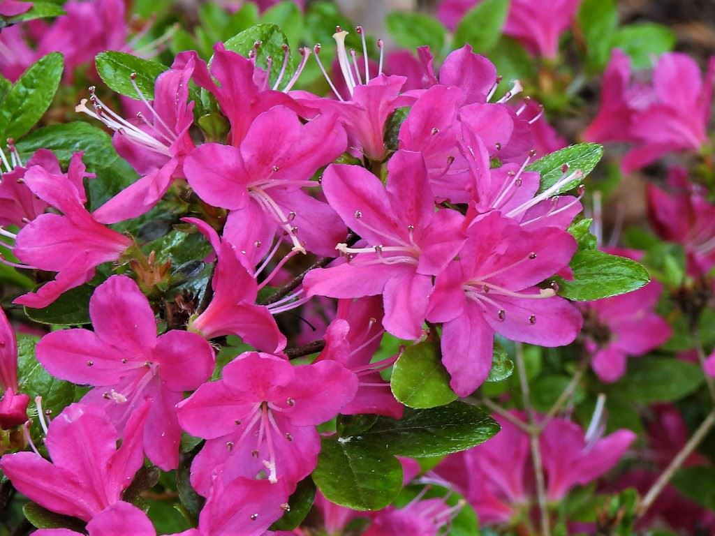 Rhododendron (Japanese Azalea Group) 'Kermesinum' - Japanse azalea