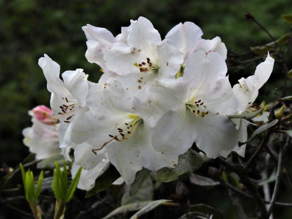 Rhododendron (Yakushimanum Group) 'Marietta' - Rhododendron