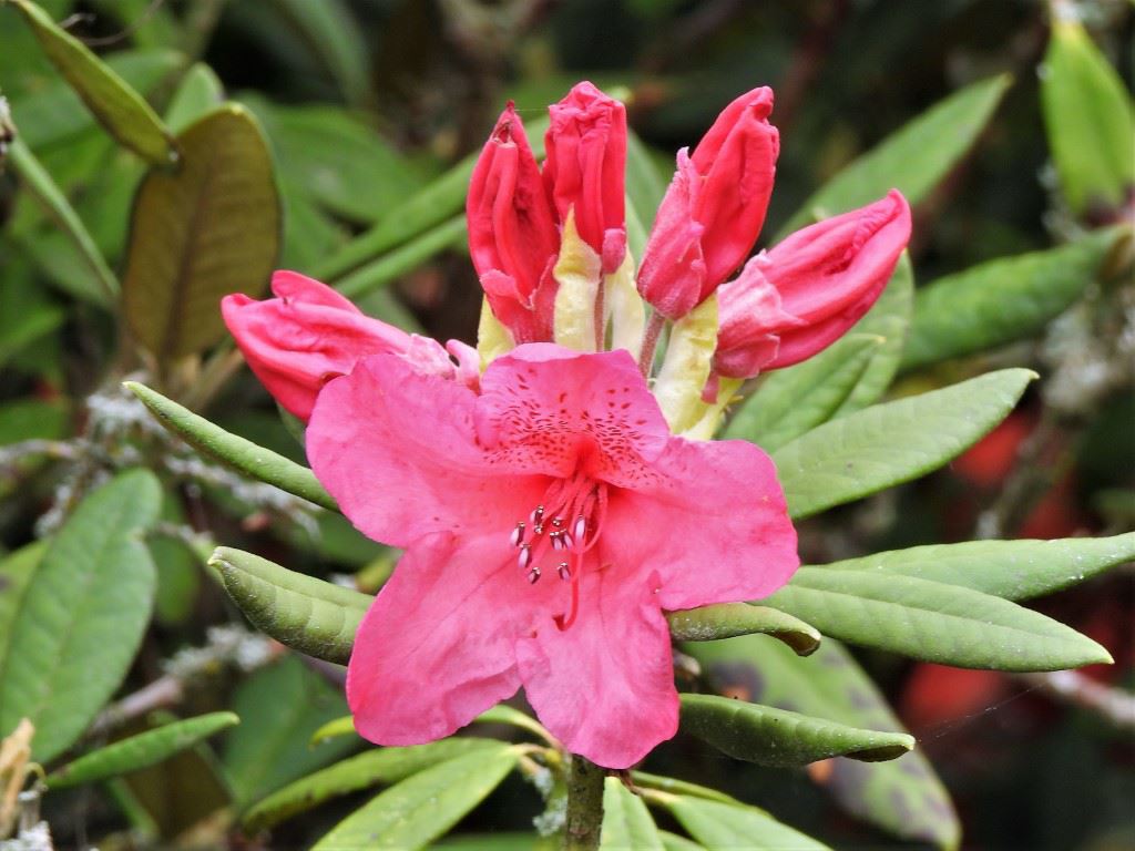 Rhododendron 'Odessa'