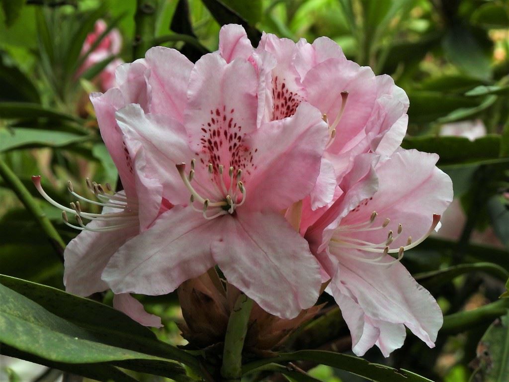 Rhododendron (Fortunei Group) 'Peggy Bannier'