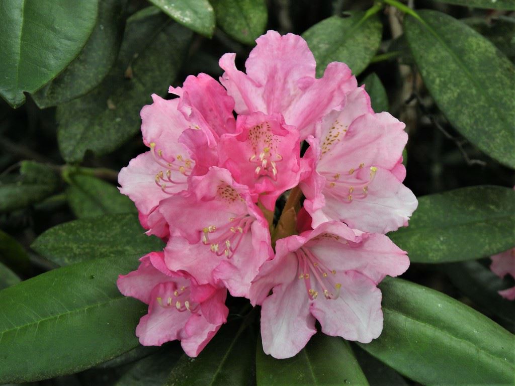 Rhododendron 'Polaris' - Rhododendron