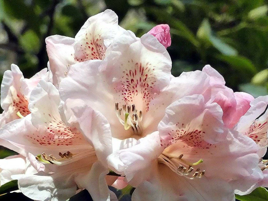 Rhododendron (Campylocarpum Group) 'Souvenir of W.C. Slocock'