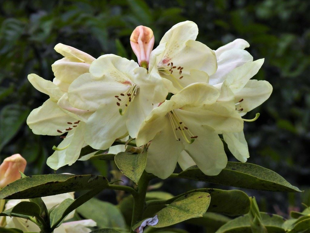 Rhododendron wardii var. wardii - Rododendron