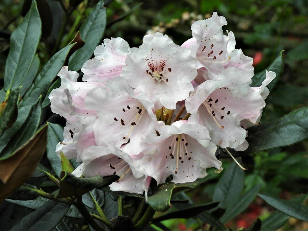 Rhododendron yakushimanum × crinigerum