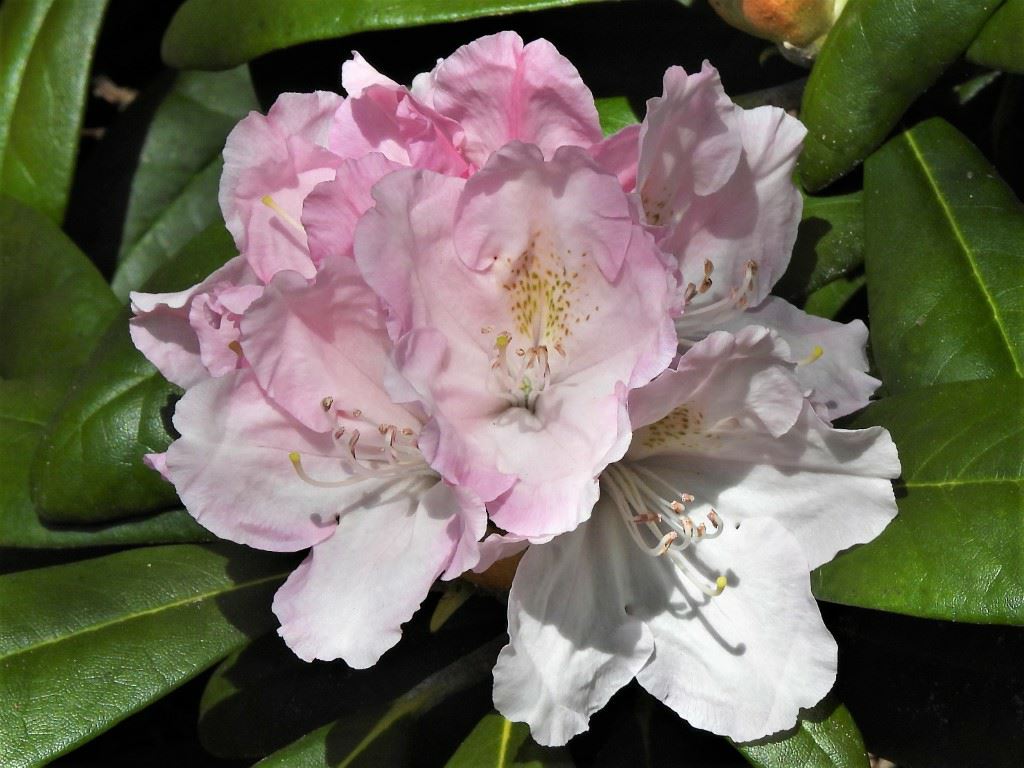 Rhododendron 'Schlaraffia' - Rhododendron