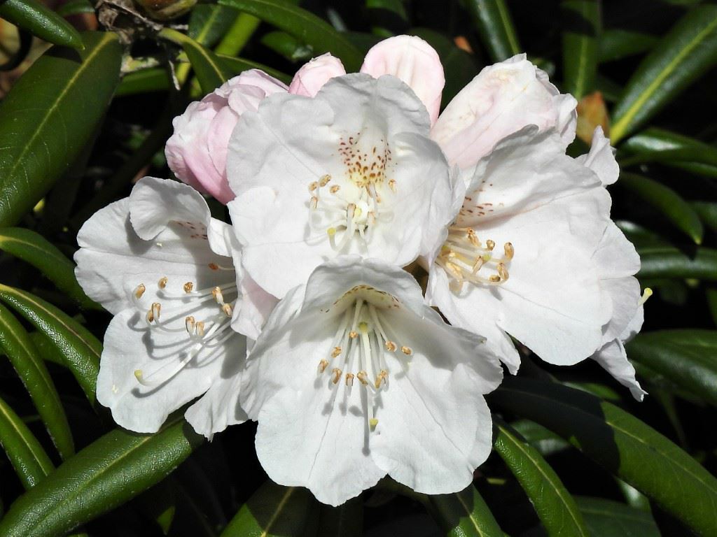 Rhododendron 'Makiyak' - Rhododendron