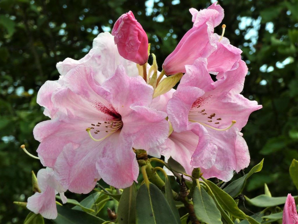 Rhododendron 'Argosy'