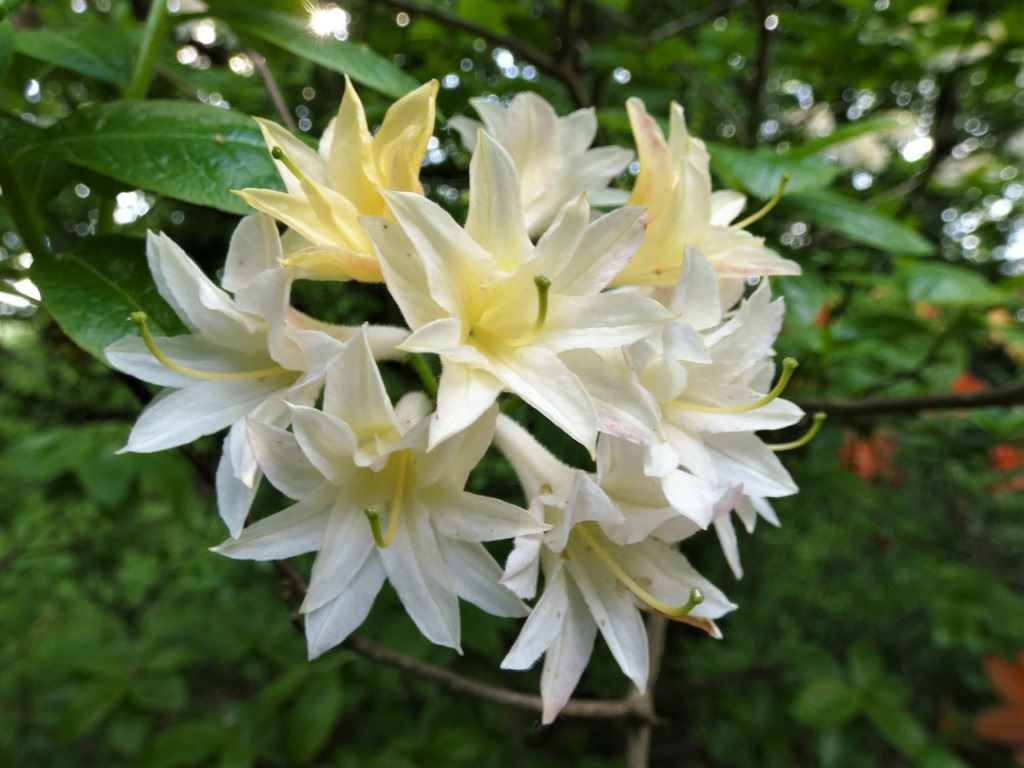Rhododendron (Rustica Azalea Group) 'Ariadne' - Azalea