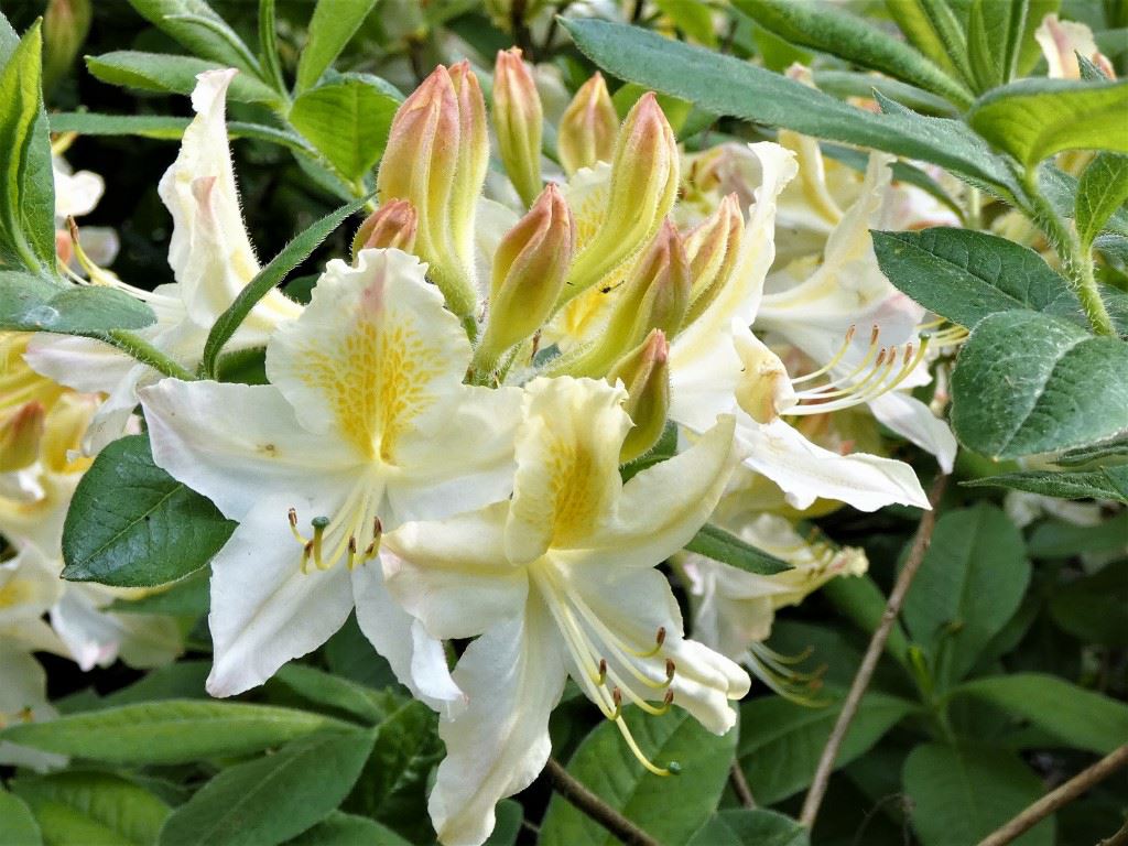 Rhododendron (Ghent Azalea Group) 'Daviesii' - Azalea