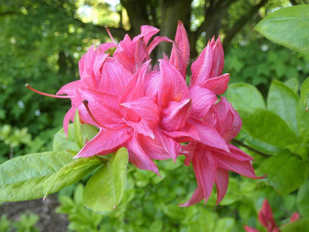 Rhododendron (Knaphill-Exbury Azalea Group) 'Gena Mae' - Azalea