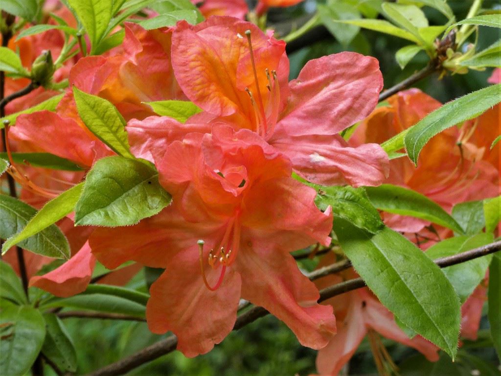 Rhododendron (Knaphill-Exbury Azalea Group) 'Mount Saint Helens' - Azalea