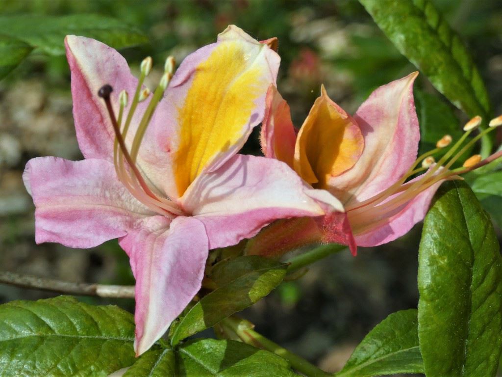 Rhododendron (Mollis Azalea/Ghent Azalea Group) 'Gloire de Belgique' - Azalea